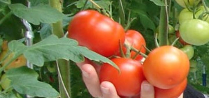 tomate new delhi.jpg